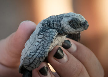 Close-up of human hand holding baby sea turtle