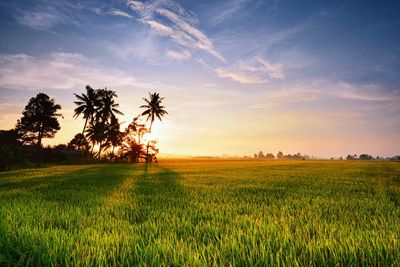 Scenic view of agricultural field against sky during sunset