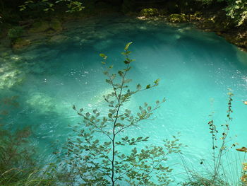 High angle view of plants and lake