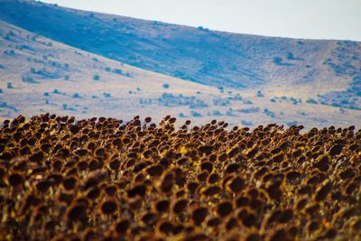 View of sheep on land