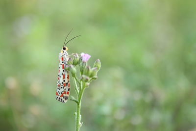 Butterfly pollinating flower