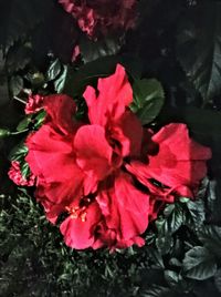 Close-up of red flower