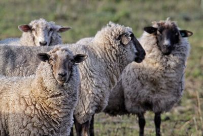 Sheep standing on field