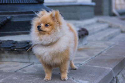 The pomeranian dog