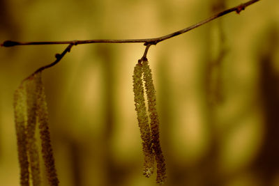 Close-up of hazel catkins on a branch or twig