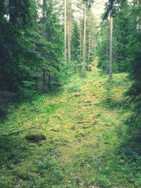 Trees in forest