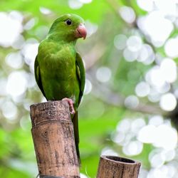 Close-up of parrot perching on wood