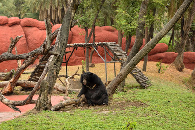 Monkey in a forest