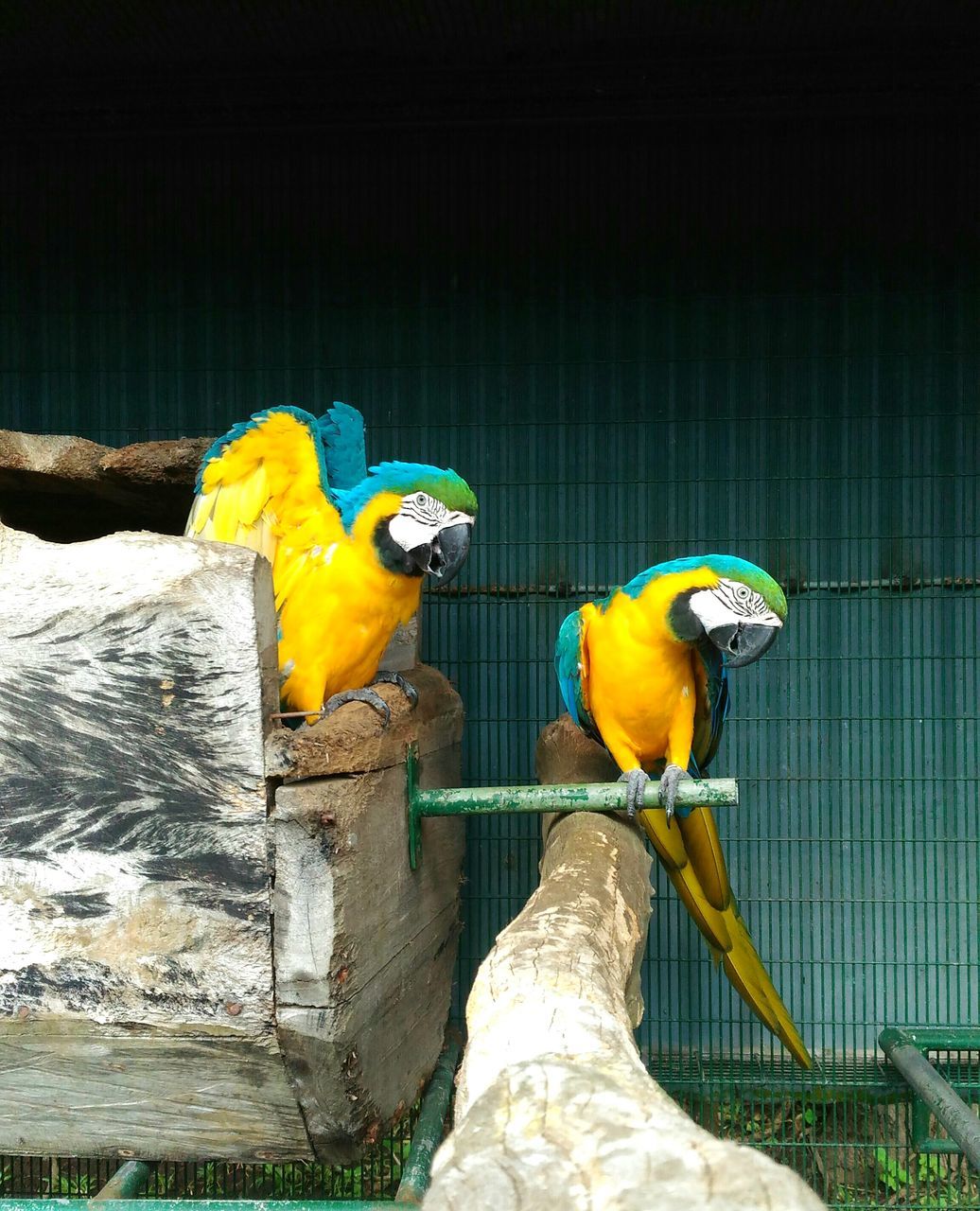 YELLOW BIRD PERCHING ON A CAGE