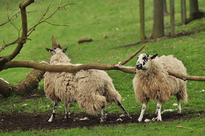 Sheep standing in a field