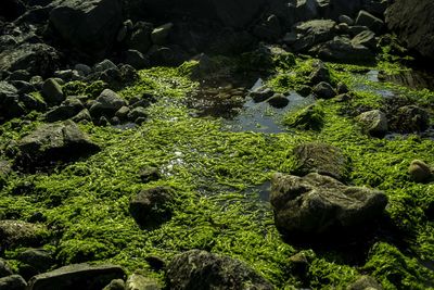 Moss growing on rock