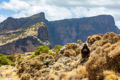 Rear view of man sitting on mountain