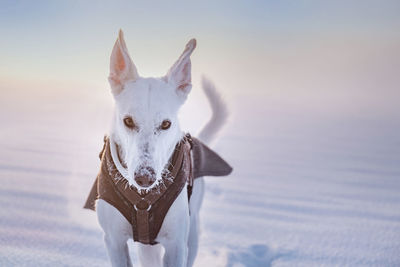 Portrait of a dog