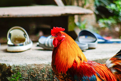 Close-up of rooster