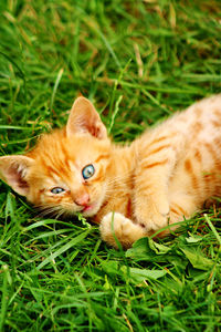 Little cat plays with grass