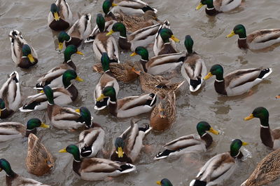 High angle view of mallard ducks swimming in lake