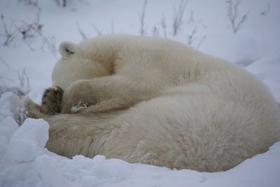 Polar bear lying on snow at churchill