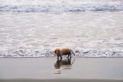 Dog walking on the beach.