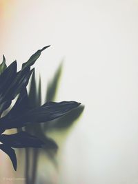 Close-up of leaves against white background