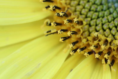 Macro shot of yellow flowering plant