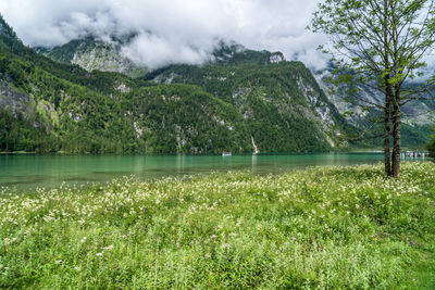 Scenic view of lake and trees against sky