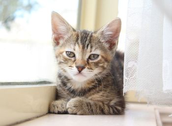 Close-up portrait of cat sitting