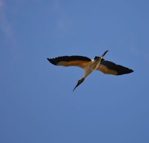 Low angle view of bird flying against clear blue sky
