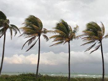 Low angle view of coconut palm trees against sky