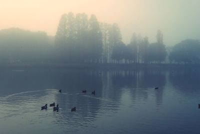 Swans swimming in lake during winter