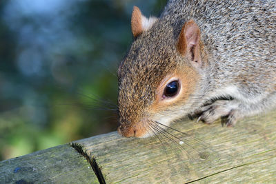 Close-up of a grey  squirrel