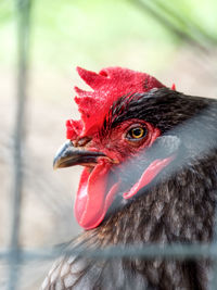 Close-up of a bird