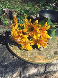 High angle view of yellow flowering plant