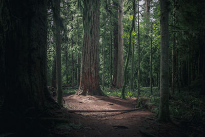 Large douglas forest good light in macmillan park vancouver island