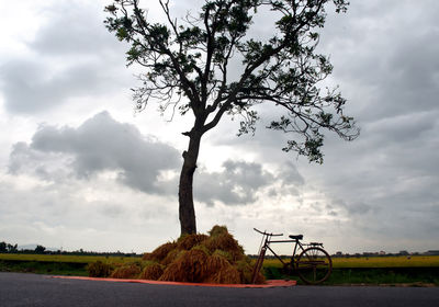 Trees on field against sky