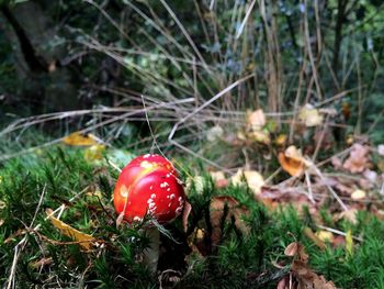 Close-up of plant growing in field