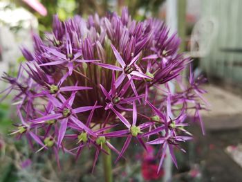 Close-up of purple flowering plant