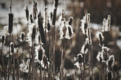 Close-up of plants on field