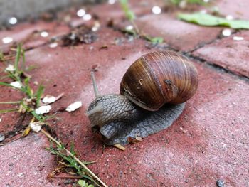 Close-up of snail