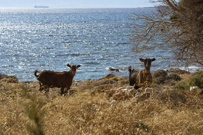 Two horses in the sea