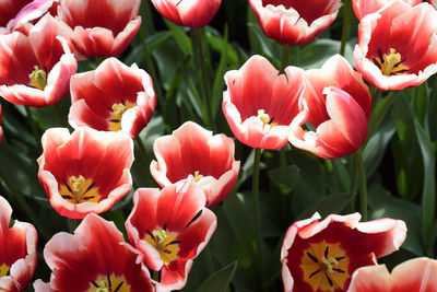 Close-up of red flowers