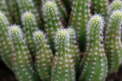 Close-up of cactuses