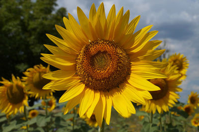 Close-up of sunflower