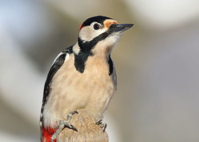 Close-up of a bird