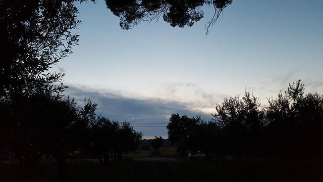 tree, silhouette, sky, tranquility, tranquil scene, landscape, field, scenics, nature, beauty in nature, growth, blue, non-urban scene, outdoors, dusk, copy space, no people, non urban scene, cloud, idyllic