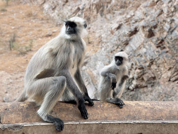 Langur family sitting on retaining wall outside temple