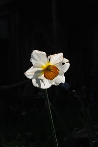 Close-up of white flower