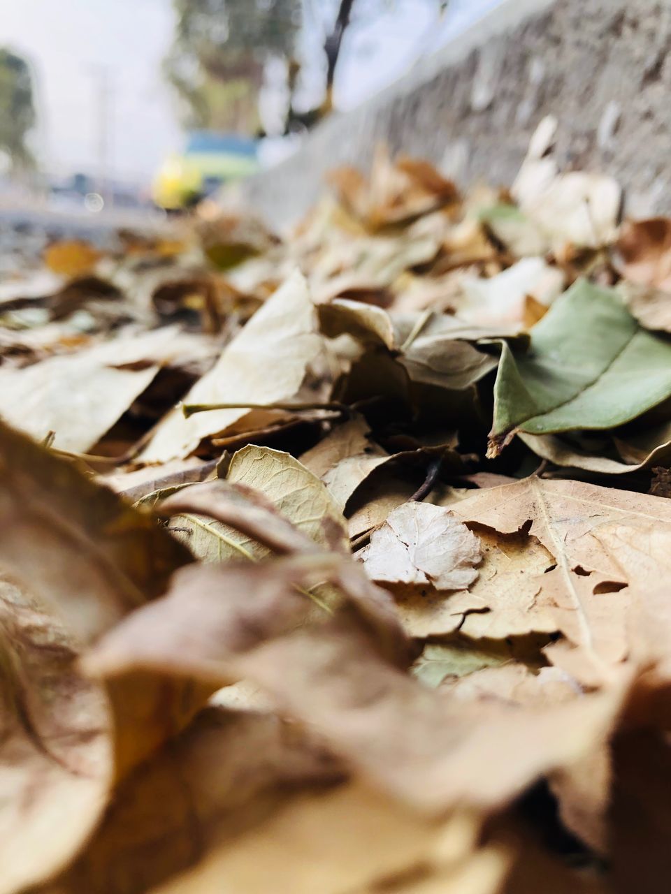 leaf, plant part, selective focus, leaves, close-up, dry, change, day, nature, autumn, no people, vulnerability, surface level, falling, fragility, outdoors, beauty in nature, plant, field, land, dried, natural condition