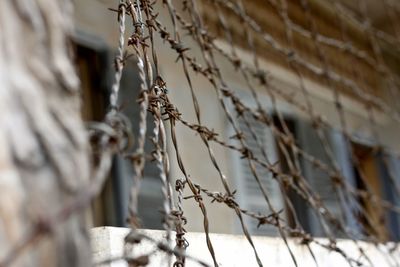 Close-up of barbed wire