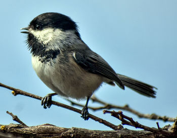 Close-up of bird perching on branch against sky