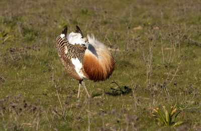 View of bird on land